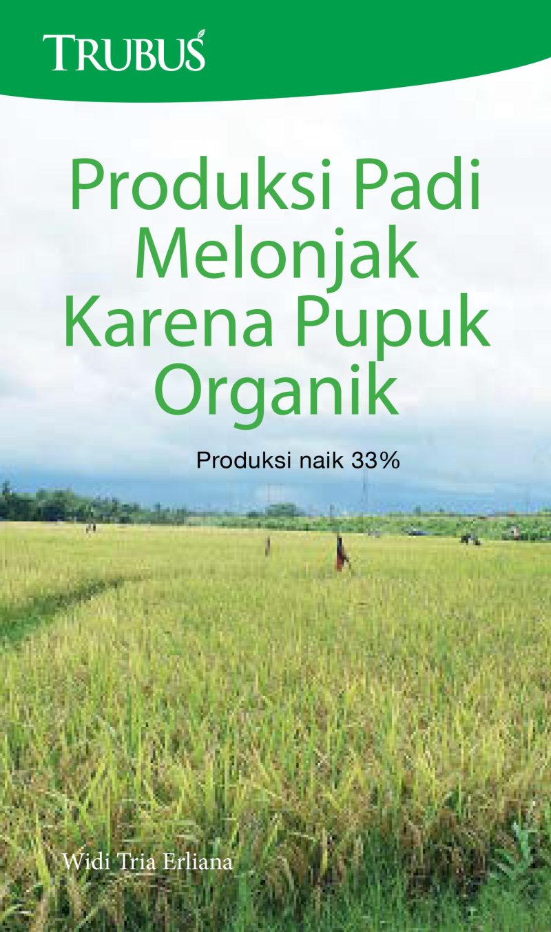 Produksi Padi Melonjak Karena Pupuk Organik